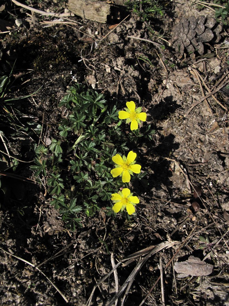Potentilla neumanniana